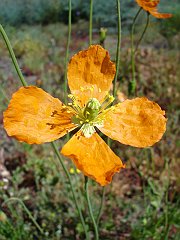 papaver californicum